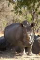 20060906 A (89) - Zimbabwe - Matopos NP - lopend naar neushoorns