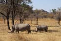20060906 B (20) - Zimbabwe - Matopos NP - lopend naar neushoorns