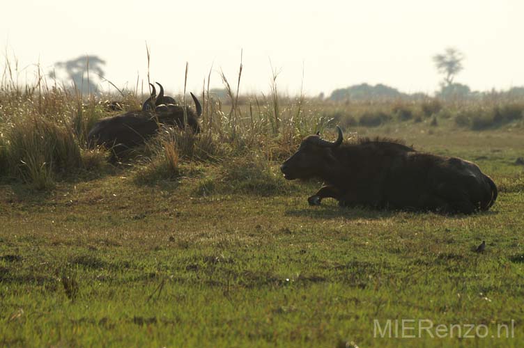 20060909 C (02) - Botswana - Chobe NP - eindelijk onze big five compleet met de buffel!