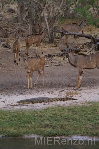 20060909 D (47) - Botswana - Chobe NP