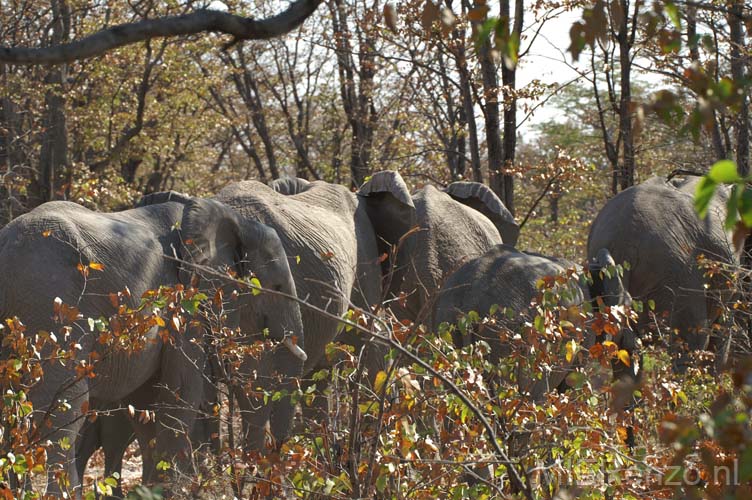 20060912 A (16) - Botswana - Moremi NP