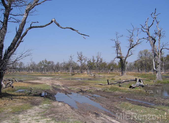 20060912 A (76) - Botswana - Moremi NP