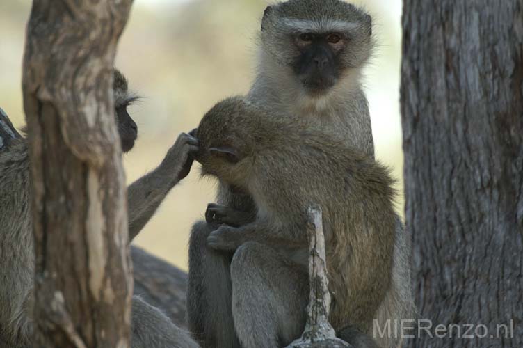 20060912 B (19) - Botswana - Moremi NP