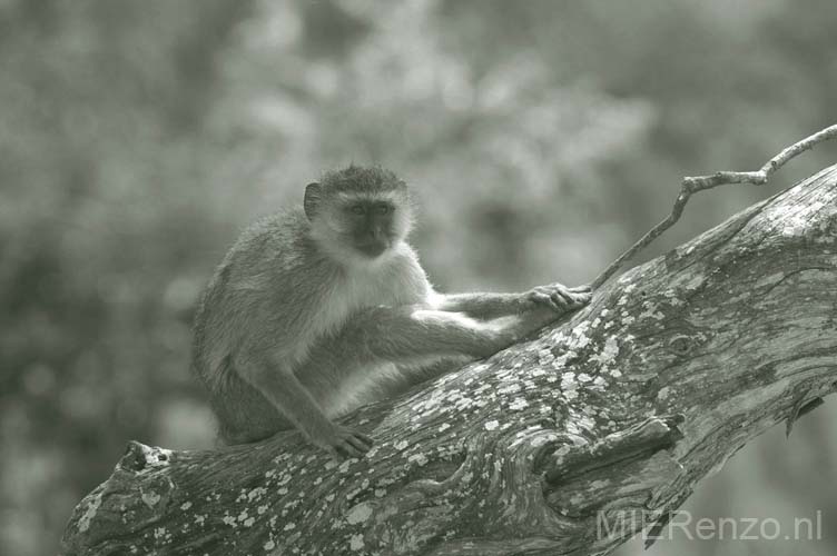 20060912 B (74) - Botswana - Moremi NP