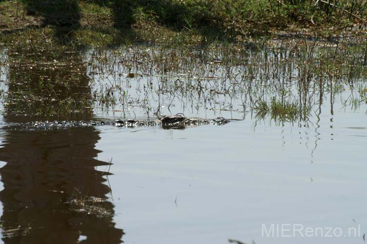 20060912 C (09) - Botswana - Moremi NP