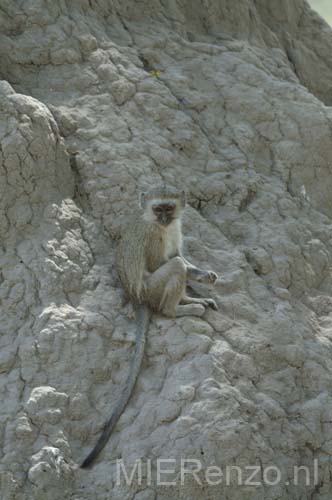 20060912 C (76) - Botswana - Moremi NP