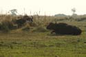 20060909 C (02) - Botswana - Chobe NP - eindelijk onze big five compleet met de buffel!