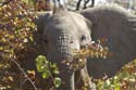 20060912 A (19) - Botswana - Moremi NP