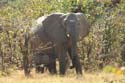 20060912 A (53) - Botswana - Moremi NP