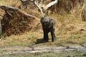 20060912 B (00) - Botswana - Moremi NP