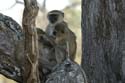 20060912 B (28) - Botswana - Moremi NP