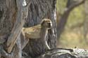 20060912 B (32) - Botswana - Moremi NP