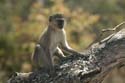 20060912 B (40) - Botswana - Moremi NP