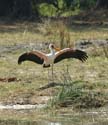 20060912 C (34) - Botswana - Moremi NP