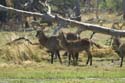 20060912 C (48) - Botswana - Moremi NP