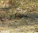 20060912 C (88) - Botswana - Moremi NP