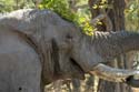 20060912 D (43) - Botswana - Moremi NP