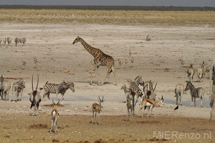 20060916 A (72) Namibië - Etosha NP - gamedrive