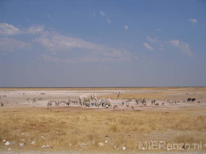 20060916 A (73) Namibië - Etosha NP - gamedrive