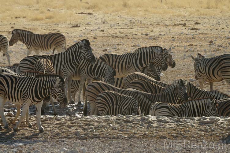 20060917 A (15) Namibië - Etosha NP - gamedrive