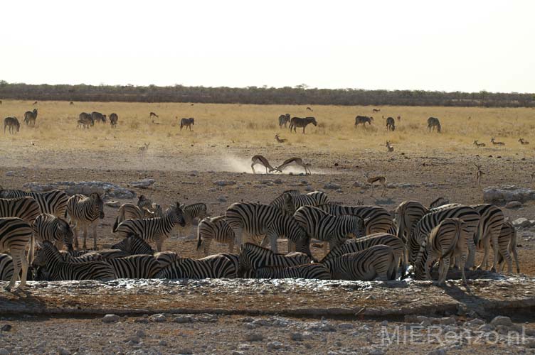 20060917 A (21) Namibië - Etosha NP - gamedrive