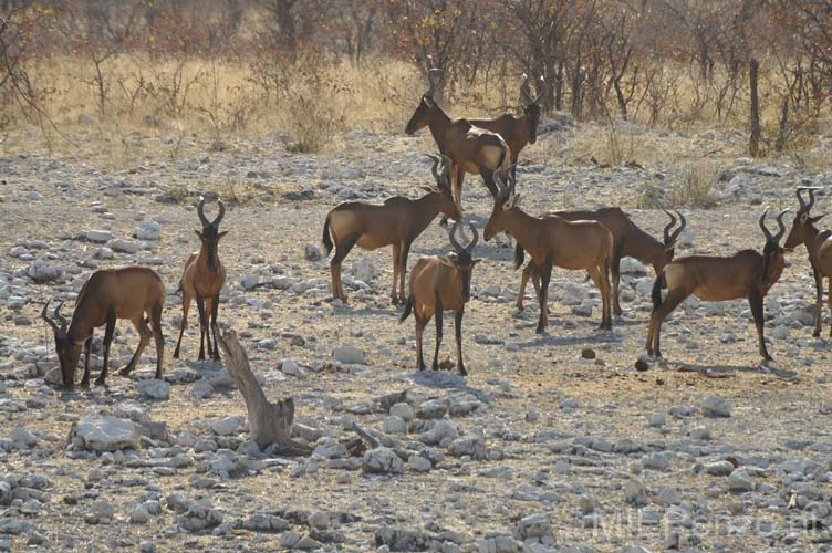 20060917 A (28) Namibië - Etosha NP - gamedrive