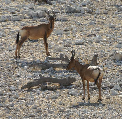 20060917 A (36) Namibië - Etosha NP - gamedrive