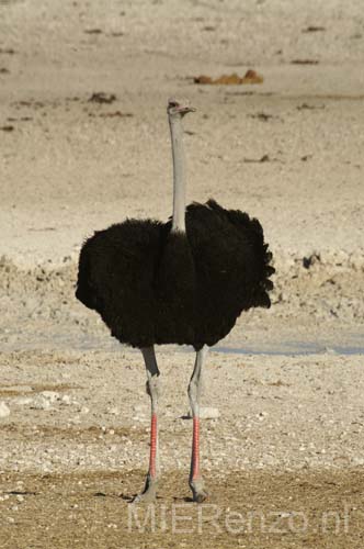 20060917 A (53e) Namibië - Etosha NP - gamedrive