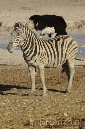 20060917 A (53h) Namibië - Etosha NP - gamedrive - modderzebra!