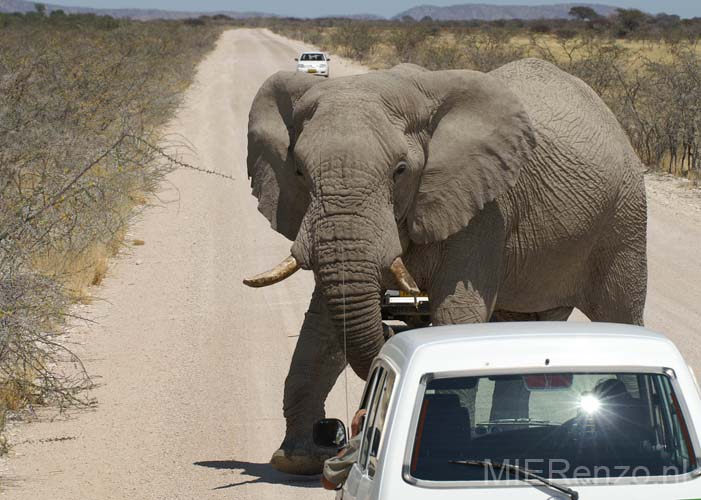 20060917 A (61) Namibië - Etosha NP - gamedrive - OEPS!