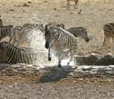 20060917 A (16) Namibië - Etosha NP - gamedrive