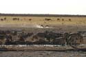 20060917 A (21) Namibië - Etosha NP - gamedrive