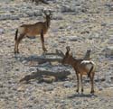 20060917 A (36) Namibië - Etosha NP - gamedrive