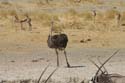 20060917 A (53) Namibië - Etosha NP - gamedrive