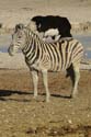 20060917 A (53h) Namibië - Etosha NP - gamedrive - modderzebra!