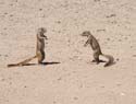 20060917 A (64) Namibië - Etosha NP