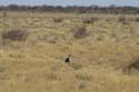 20060917 A (68) Namibië - Etosha NP - secretarisvogel