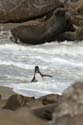 20060919 A (62b) Namibië - Cape Cross - 1 pinguin bij al die zeehonden!