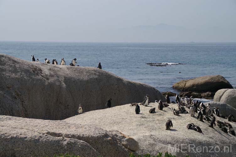 20060929 B (00) Zuid Afrika - Kaapstad - Boulders Beach