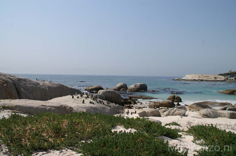 20060929 B (03) Zuid Afrika - Kaapstad - Boulders Beach