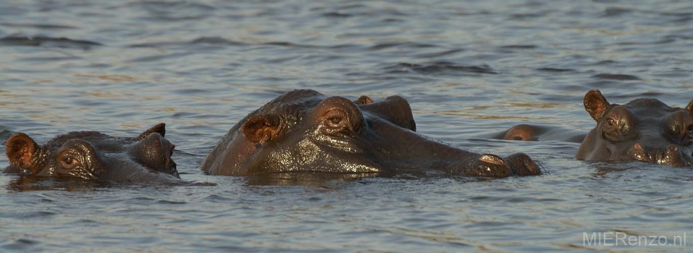 20060909 C (18) - Botswana - Chobe NP