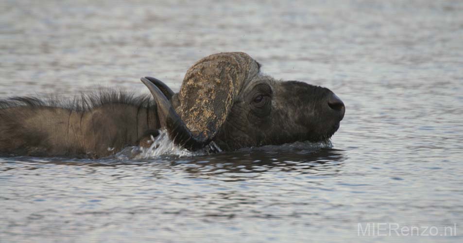 20060909 D (17) - Botswana - Chobe NP