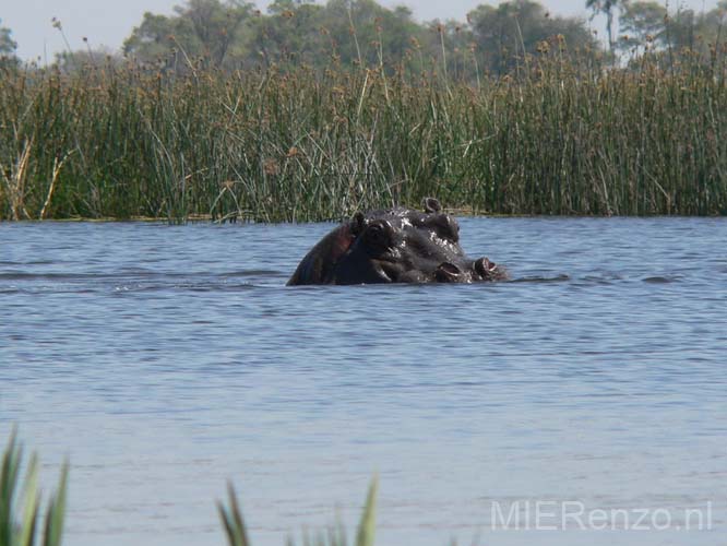 20060911 foto van T&A (1) - Botswana - Okavango Delta - OEPS oog in oog met een nijlpaard!