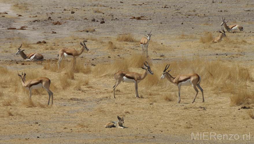 20060917 A (51) Namibië - Etosha NP - gamedrive