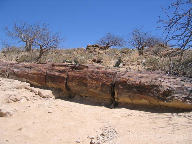 20060918 A (04) Namibië - Damaraland - versteend hout