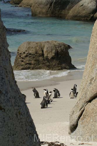 20060929 B (54z) Zuid Afrika - Kaapstad - Boulders Beach