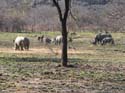20060906 B (27) foto van T&A - Zimbabwe - Matopos NP - lopend naar neushoorns