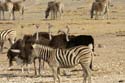 20060916 A (50) Namibië - Etosha NP - gamedrive