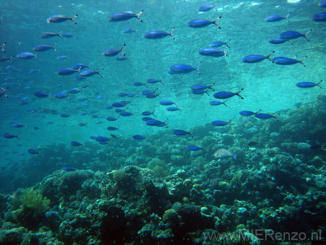 20100516160903  Egypte - School blauwe vissen