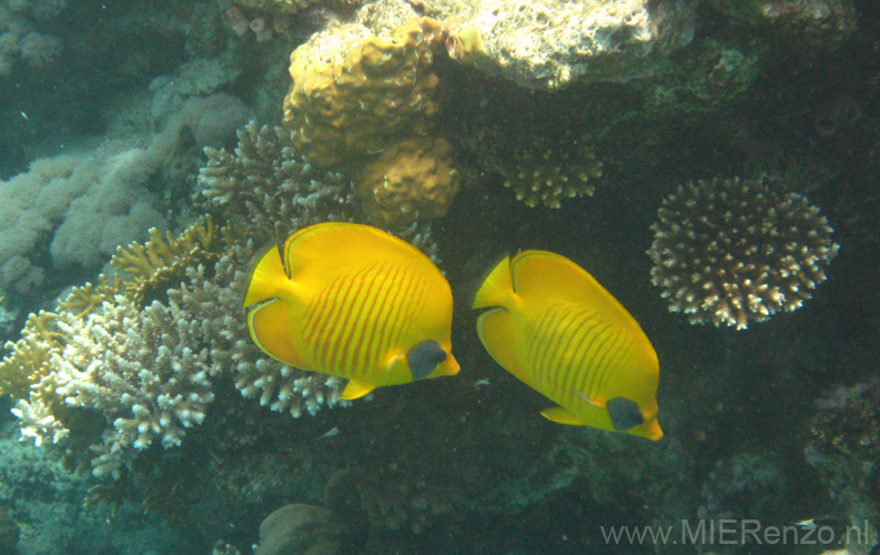 20100517122631  Egypte - Musked Butterflyfish